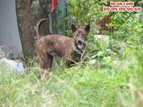 Hướng dẫn nuôi chó Phú Quốc, 163, Minh Thiện, In-An.com, 31/10/2015 12:02:51
